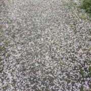 ヒメ日記 2026/04/12 08:44 投稿 ゆり clubさくら京橋店