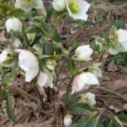 るか 予定 SOAPLAND LOVE FACTORY