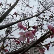 ヒメ日記 2026/03/23 17:12 投稿 ひより エマニエル