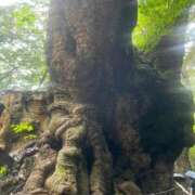 ヒメ日記 2026/06/21 10:48 投稿 新城ひびき ウルトラロイヤル