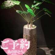 ヒメ日記 2026/04/15 09:51 投稿 吉瀬　ひなり エテルナ京都