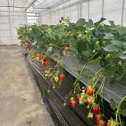 ヒメ日記 2026/02/27 16:23 投稿 なこ ぽっちゃり巨乳素人専門店ぷにめろ渋谷店