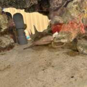 ヒメ日記 2026/04/05 17:03 投稿 かずは　奥様 SUTEKIな奥様は好きですか?