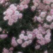 ヒメ日記 2026/02/23 04:00 投稿 みき 【オナクラ】HAND MAID（ハンドメイド） 梅田店