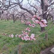 ふたば 偕楽園、初！ モアグループ神栖人妻花壇