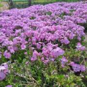 ヒメ日記 2026/04/12 10:02 投稿 ふたば モアグループ神栖人妻花壇