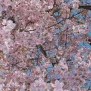 ヒメ日記 2026/04/03 21:39 投稿 NOA Club SEXY