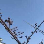 ヒメ日記 2026/03/17 12:59 投稿 あいら 熟女家 豊中蛍池店