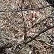 ヒメ日記 2026/03/25 11:46 投稿 あいら 熟女家 豊中蛍池店