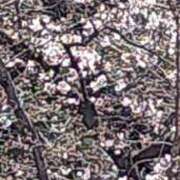 ヒメ日記 2026/03/27 10:06 投稿 あいら 熟女家 豊中蛍池店