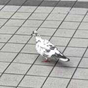 ヒメ日記 2026/08/22 16:07 投稿 きらら スピードエコ京橋店