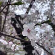 ヒメ日記 2026/04/03 05:34 投稿 るん【癒しの極上ロリ系】 STELLA TOKYO－ステラトウキョウ－