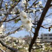 ヒメ日記 2026/04/12 23:33 投稿 あおい ちゃんこ大阪十三