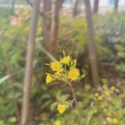 我妻 里帆 春ですね_( ˙꒳​˙ _ ) 大阪貴楼館