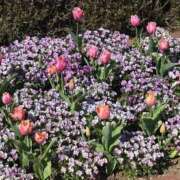 ヒメ日記 2026/04/16 20:10 投稿 ゆあ 白いぽっちゃりさん仙台店