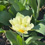 ヒメ日記 2026/04/20 22:28 投稿 ゆあ 白いぽっちゃりさん仙台店