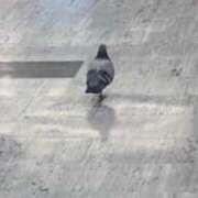 ヒメ日記 2026/02/18 13:10 投稿 れい プリコレ（PRINCESS COLLECTION）