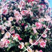 ヒメ日記 2026/04/13 09:01 投稿 堀（ホリ） アバンチュール(五反田)