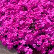 ヒメ日記 2026/04/13 15:31 投稿 堀（ホリ） アバンチュール(五反田)