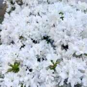 ヒメ日記 2026/04/20 06:31 投稿 堀（ホリ） アバンチュール(五反田)