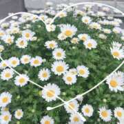 ヒメ日記 2026/04/26 06:46 投稿 堀（ホリ） アバンチュール(五反田)