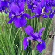 ヒメ日記 2026/04/29 07:01 投稿 堀（ホリ） アバンチュール(五反田)
