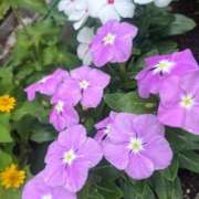 ヒメ日記 2026/06/12 07:16 投稿 堀（ホリ） アバンチュール(五反田)
