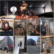 きせき 犬モデル　次回は16.17 即アポ奥さん～静岡店～