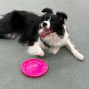 はる 出勤ですぞー アニバーサリー