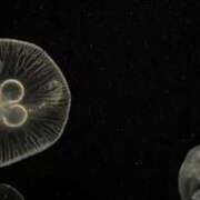 ヒメ日記 2026/02/21 15:40 投稿 あまね スピード梅田店