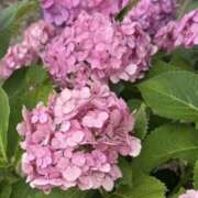 あまね あまね（スピード梅田店） スピード梅田店