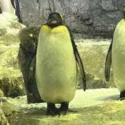 ヒメ日記 2026/03/02 20:52 投稿 あまね スピード梅田店