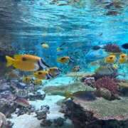 ヒメ日記 2026/02/19 03:51 投稿 カエラ Evolution1st キタ兎我野店