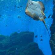 ヒメ日記 2026/03/26 23:46 投稿 ハナ ラブコレクション