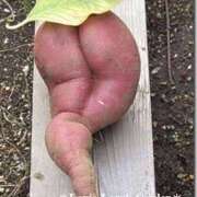 ヒメ日記 2026/02/15 11:15 投稿 大谷 川崎人妻城