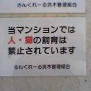 大谷 次回登板予定❤ 川崎人妻城