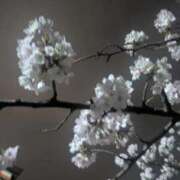 ヒメ日記 2026/03/31 23:31 投稿 るる Versailles