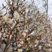 坪井 春が近いね〜 鶯谷デッドボール