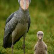 ヒメ日記 2026/04/20 11:01 投稿 るみ ジュエルズ