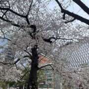 ヒメ日記 2026/03/29 17:36 投稿 まひろ THE ESUTE HOUSE 柴田