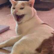 ヒメ日記 2026/02/11 12:06 投稿 花沢とも 熟女パラダイス池袋店(カサブランカグループ)