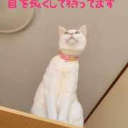 ヒメ日記 2026/02/11 19:02 投稿 花沢とも 熟女パラダイス池袋店(カサブランカグループ)