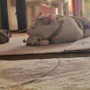 ヒメ日記 2026/02/12 15:50 投稿 花沢とも 熟女パラダイス池袋店(カサブランカグループ)