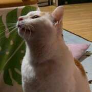 ヒメ日記 2026/02/14 08:42 投稿 花沢とも 熟女パラダイス池袋店(カサブランカグループ)