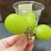 ヒメ日記 2026/03/06 09:27 投稿 吉岡　かんな 東京ローズマリー