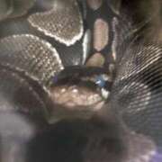 ヒメ日記 2026/03/06 07:55 投稿 みそら♪ プリティーガール