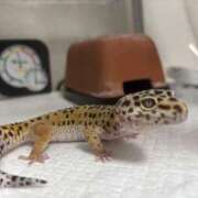 ヒメ日記 2026/03/18 18:05 投稿 みそら♪ プリティーガール