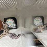 みそら♪ ペットです プリティーガール