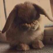 ヒメ日記 2026/03/22 08:05 投稿 みらい 桜sakura(名古屋)