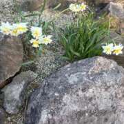 ヒメ日記 2026/03/19 12:14 投稿 小田香織 熟女パラダイス池袋店(カサブランカグループ)